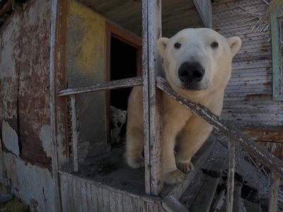 Potret Beruang Kutub Kuasai Stasiun Penelitian Terbengkalai di Arktik Rusia