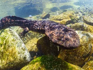 Amfibi Purba Berusia 170 Juta Tahun Itu Kini di Ujung Kepunahan Amfibi Purba Berusia 170 Juta Tahun Itu Kini di Ujung Kepunahan