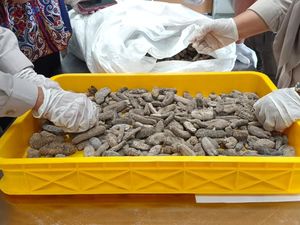 Lewati Batas Cemaran Timbal, Barantin Tolak 15 Ton Teripang Kering Asal Malaysia Lewati Batas Cemaran Timbal, Barantin Tolak 15 Ton Teripang Kering Asal Malaysia