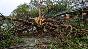 Topan Bualoi Terjang Vietnam, Pohon Tumbang di Nghe An