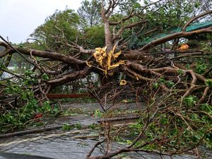 Topan Bualoi Terjang Vietnam, Pohon Tumbang di Nghe An