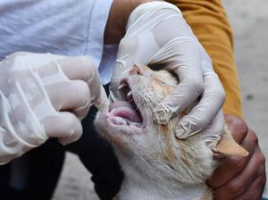 Pemkab Belu Bentuk Tim Usai Kucing Rabies Gigit 11 Orang