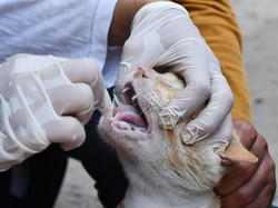 Pemkab Belu Bentuk Tim Usai Kucing Rabies Gigit 11 Orang