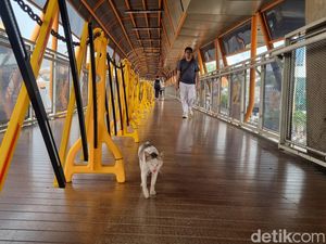 Perkara Kotoran Kucing di Skywalk Kebayoran Bikin Warga Tak Nyaman Perkara Kotoran Kucing di Skywalk Kebayoran Bikin Warga Tak Nyaman