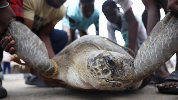 Perjuangan Menyelamatkan Penyu Laut Nigeria dari Polusi dan Perburuan