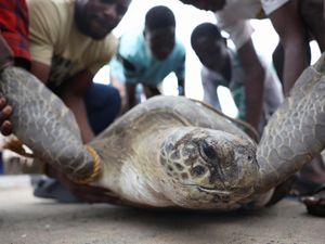 Perjuangan Menyelamatkan Penyu Laut Nigeria dari Polusi dan Perburuan