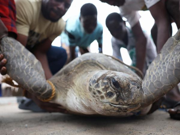 Perjuangan Menyelamatkan Penyu Laut Nigeria dari Polusi dan Perburuan