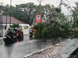 Pohon di Museum Tekstil Palembang Tumbang Saat Hujan Deras-Angin Kencang