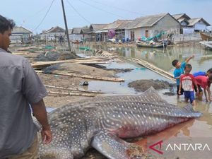 Hiu Tutul Ditemukan Mati di Perairan Muaragembong Bekasi