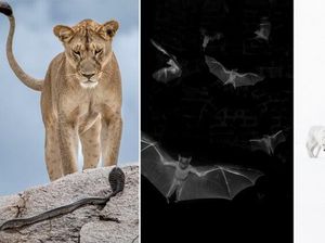 Foto Menakjubkan Kontes Foto Satwa Liar