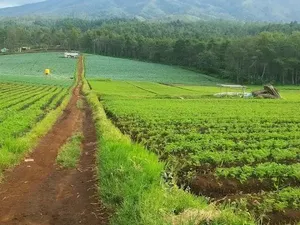 Menikmati Kabut dan Hutan Pinus di Bukit Jengkoang Batu