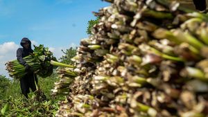 Gulma Pembuat Cuan, Eceng Gondok Diolah Jadi Kerajinan