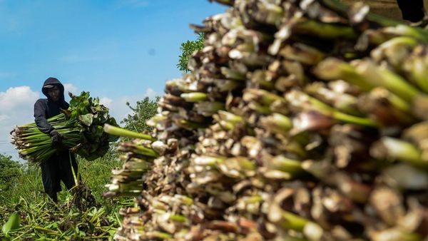 Gulma Pembuat Cuan, Eceng Gondok Diolah Jadi Kerajinan
