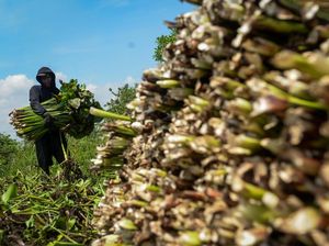 Gulma Pembuat Cuan, Eceng Gondok Diolah Jadi Kerajinan Gulma Pembuat Cuan, Eceng Gondok Diolah Jadi Kerajinan