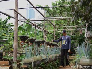 Lahan Tidur Disulap Jadi Kebun Pangan Warga Tanah Abang