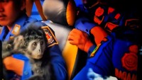 Lutung Gunung Jayanti Tewas Tersengat Listrik, Sempat Bertahan 5 Hari