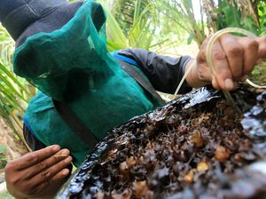 Peternak Aceh Barat Raup Untung dari Panen Madu Kelulut