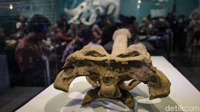 Akhirnya Pulang, Kisah Perjalanan Panjang Fosil Java Man dari Belanda ke Indonesia