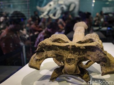 Fosil Java Man Koleksi Eugene Dubois yang 100 Tahun Disimpan Belanda Kembali ke RI