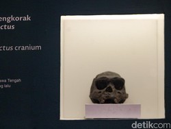 Catatan Raden Saleh Jadi Bukti Temuan Java Man di Trinil Catatan Raden Saleh Jadi Bukti Temuan Java Man di Trinil