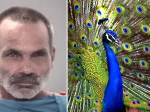 Masak dan Makan Burung Merak, Pria Ini Langsung Ditangkap Polisi Masak dan Makan Burung Merak, Pria Ini Langsung Ditangkap Polisi