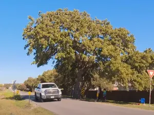 Pohon Berusia 400 Tahun Dipindahkan, Telan Biaya Rp 15 Miliar