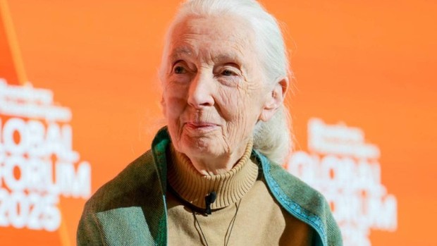 Sosok Jane Goodall yang Dikenal Sebagai Pakar Simpanse Dunia/Foto: Instagram.com/@janegoodallinst Sosok Jane Goodall yang Dikenal Sebagai Pakar Simpanse Dunia/Foto: Instagram.com/@janegoodallinst