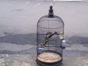 Kagetnya Warga Banyumas Burung Kenari di Kandang Berubah Jadi Ular Kagetnya Warga Banyumas Burung Kenari di Kandang Berubah Jadi Ular