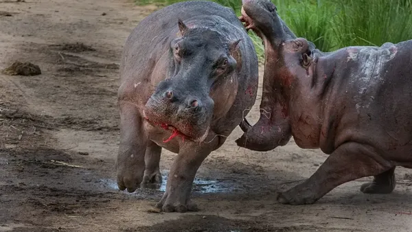 Potret Satwa Liar Paling Brutal: Momen Ganas yang Tertangkap Kamera