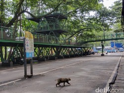 Mau Ditata, Hutan Kota Babakan Siliwangi Bandung Ditutup 90 Hari