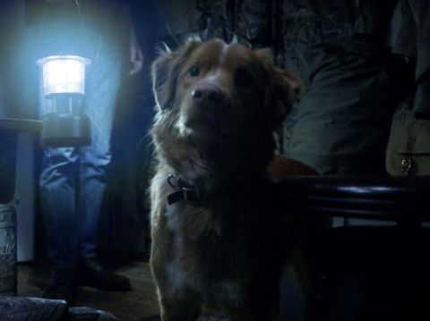 indy the dog good boy