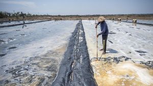 Panen Garam Jepara Terhambat Hujan, Produksi Merosot Tajam