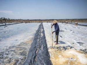 Panen Garam Jepara Terhambat Hujan, Produksi Merosot Tajam Panen Garam Jepara Terhambat Hujan, Produksi Merosot Tajam