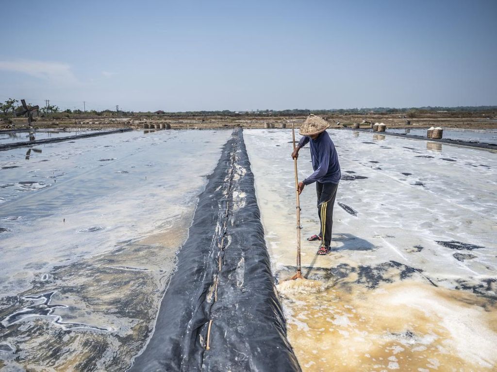 Panen Garam Jepara Terhambat Hujan, Produksi Merosot Tajam Panen Garam Jepara Terhambat Hujan, Produksi Merosot Tajam