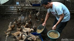 Peternak Bebek Bogor Tertekan Cuaca Buruk