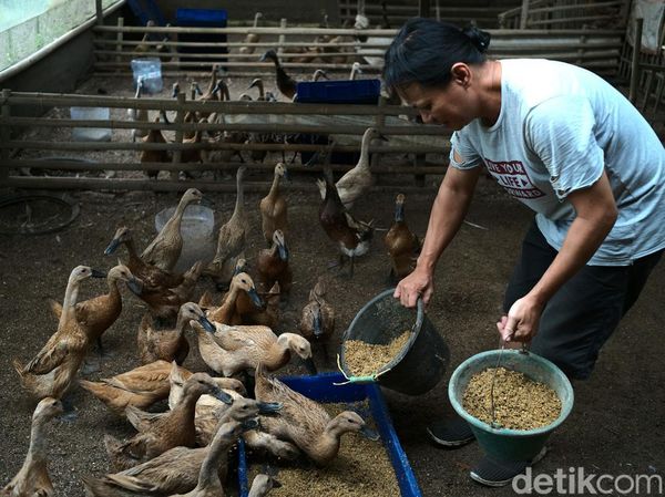 Peternak Bebek Bogor Tertekan Cuaca Buruk