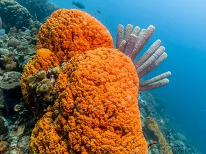 Peneliti Temukan Hewan Pertama yang Berevolusi di Bumi Peneliti Temukan Hewan Pertama yang Berevolusi di Bumi