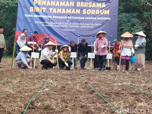 Jabar Dorong Pengembangan Sorgum Jadi Komoditas Strategis Jabar Dorong Pengembangan Sorgum Jadi Komoditas Strategis
