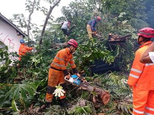Pohon 15 Meter Tumbang Timpa Mobil dan Tutup Jalan di Paledang Bogor Pohon 15 Meter Tumbang Timpa Mobil dan Tutup Jalan di Paledang Bogor