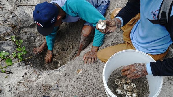 Potret Relawan Selamatkan Ratusan Telur Penyu dari Predator di Tulungagung