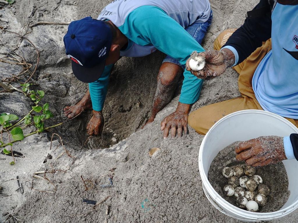 Potret Relawan Selamatkan Ratusan Telur Penyu dari Predator di Tulungagung Potret Relawan Selamatkan Ratusan Telur Penyu dari Predator di Tulungagung