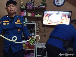 Kagetnya Budiman Ketemu Ular Koros Saat Asyik Nonton Televisi