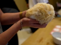 Video: Gemasnya Robot Hewan Peliharaan Buatan Casio