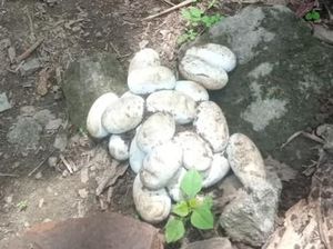 Penampakan Induk Kobra dan 30 Telur Siap Tetas Bersarang di Rumah Warga Klaten