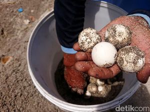 Perjungan Pokdarwis Tulungagung Lestarikan Penyu di Pantai Selatan