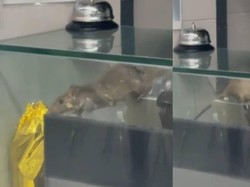 Ngeri! Ada Tikus Nangkring di Etalase Makanan Kantin Kampus Ini