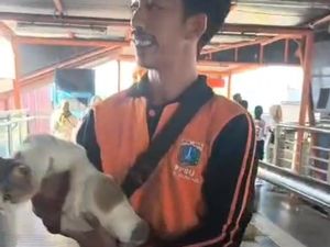 Pasukan Oranye Turunkan Kucing dari Skywalk Kebayoran Lama Gegara Kotoran Pasukan Oranye Turunkan Kucing dari Skywalk Kebayoran Lama Gegara Kotoran