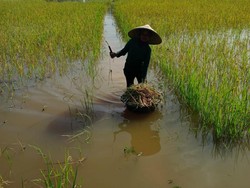 40 Hektare Sawah di Muratara Terendam Banjir, Petani Terancam Gagal Panen