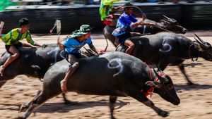 Adu Cepat Kerbau, Festival Balap Chonburi ke-154 Meriah di Thailand