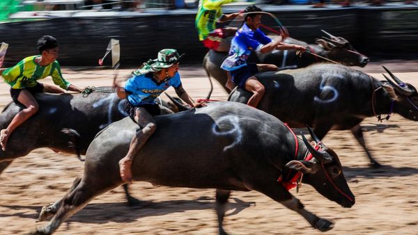 Adu Cepat Kerbau, Festival Balap Chonburi ke-154 Meriah di Thailand